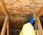 Attic Mold Remediation During