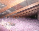 Attic Mold Remediation