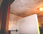 Bathroom Mold Remediation