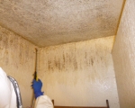 Bathroom Mold Remediation